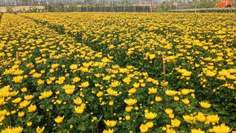 Nối nghề gìn giữ “làng lúa làng hoa”