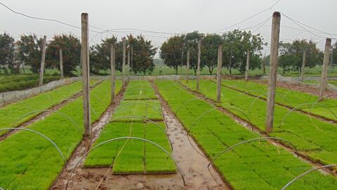 Hà Nội: 12 huyện, thị xã đã tiến hành gieo cấy lúa Xuân