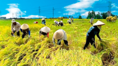 FIT đăng ký bán bớt 14,7 triệu cổ phiếu TSC của Nông nghiệp Cần Thơ