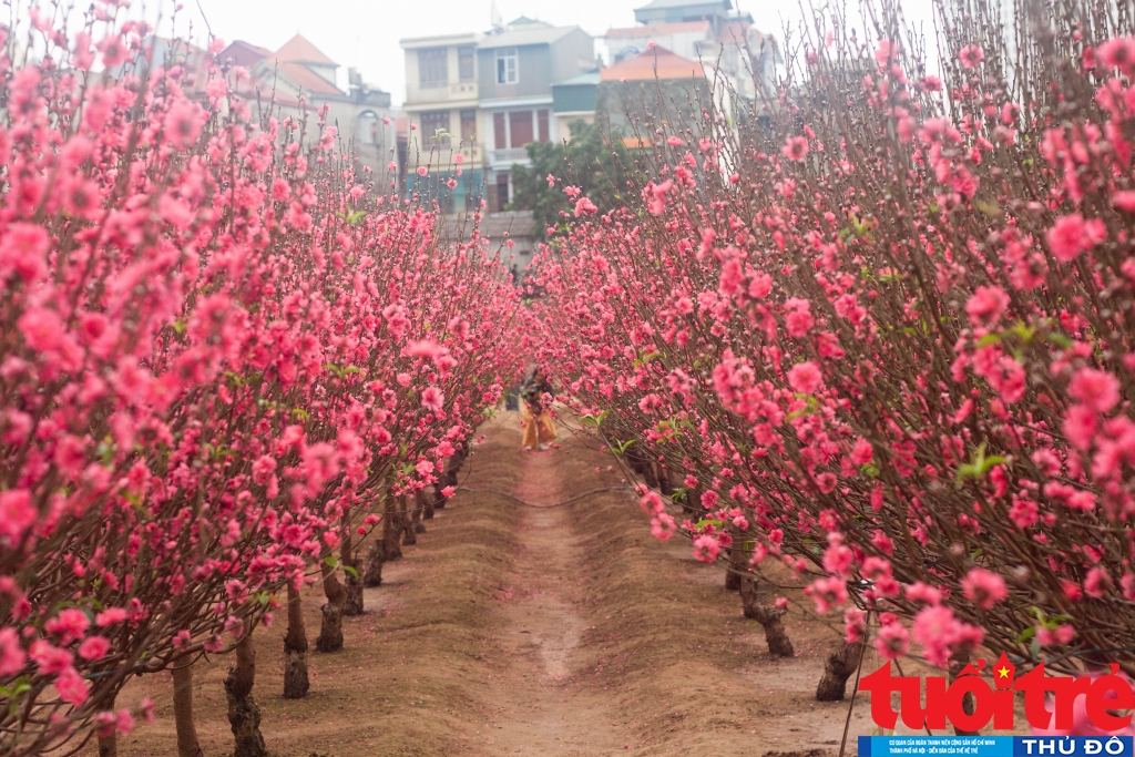 Đào phai, đào bích khoe sắc nở rộ tại các vườn hoa