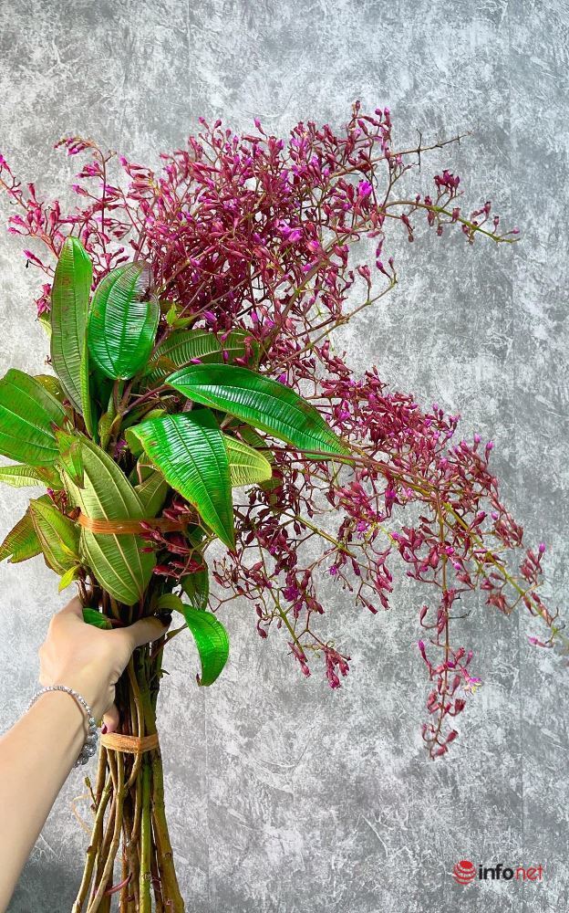 Loài hoa rừng độc lạ giá rất bình dân thu hút người yêu hoa Hà thành - Ảnh 1. Loài hoa rừng độc lạ giá rất bình dân thu hút người yêu hoa Hà thành - Ảnh 1.